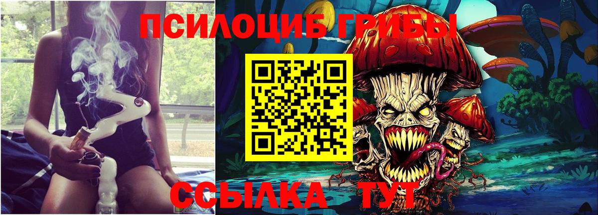Псилоцибиновые грибы Psilocybe Кисловодск